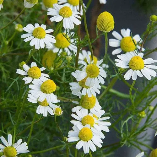 Chamomile Extract